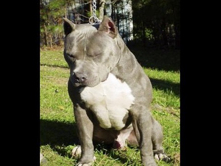 dangerous_animals_in_jamaica_pit_bull