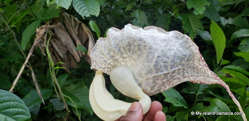 duck flower in Jamaica