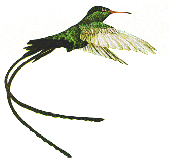 Jamaican Humming Bird