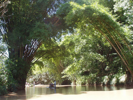 Jamaica River- Black River Bamboo