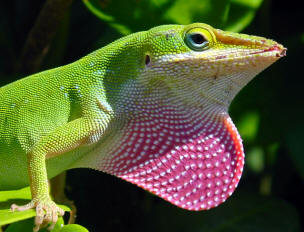 Jamaican Lizard