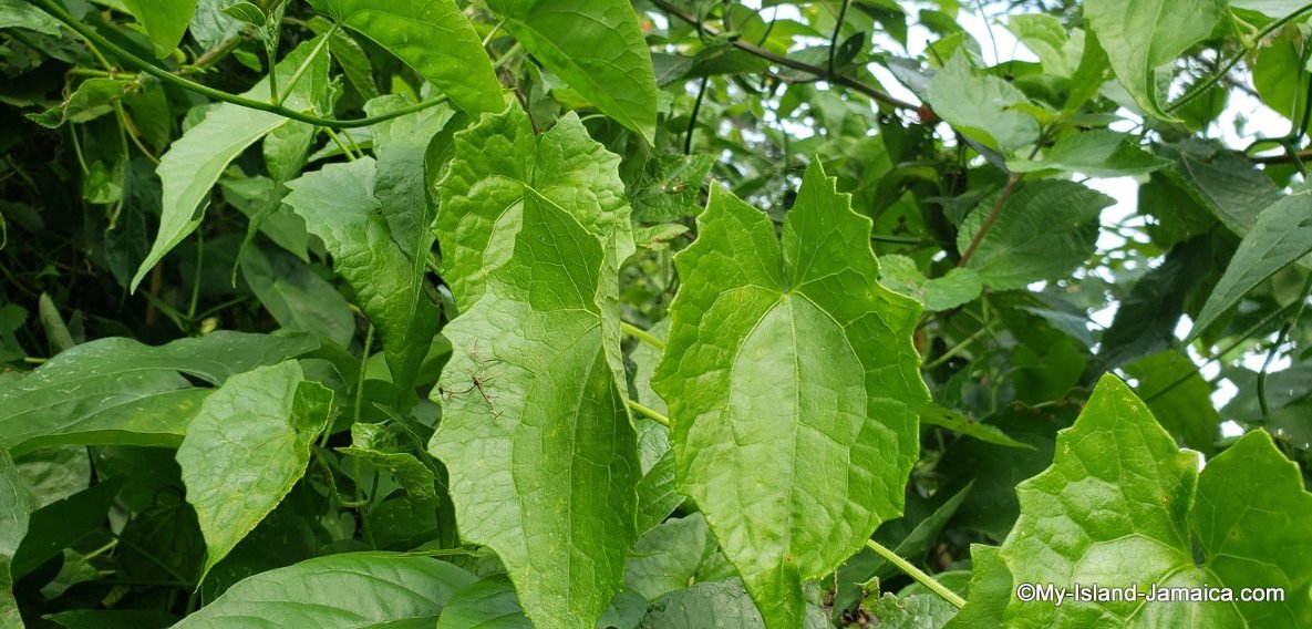 Jamaican Guaco Bush (Mikania micrantha)