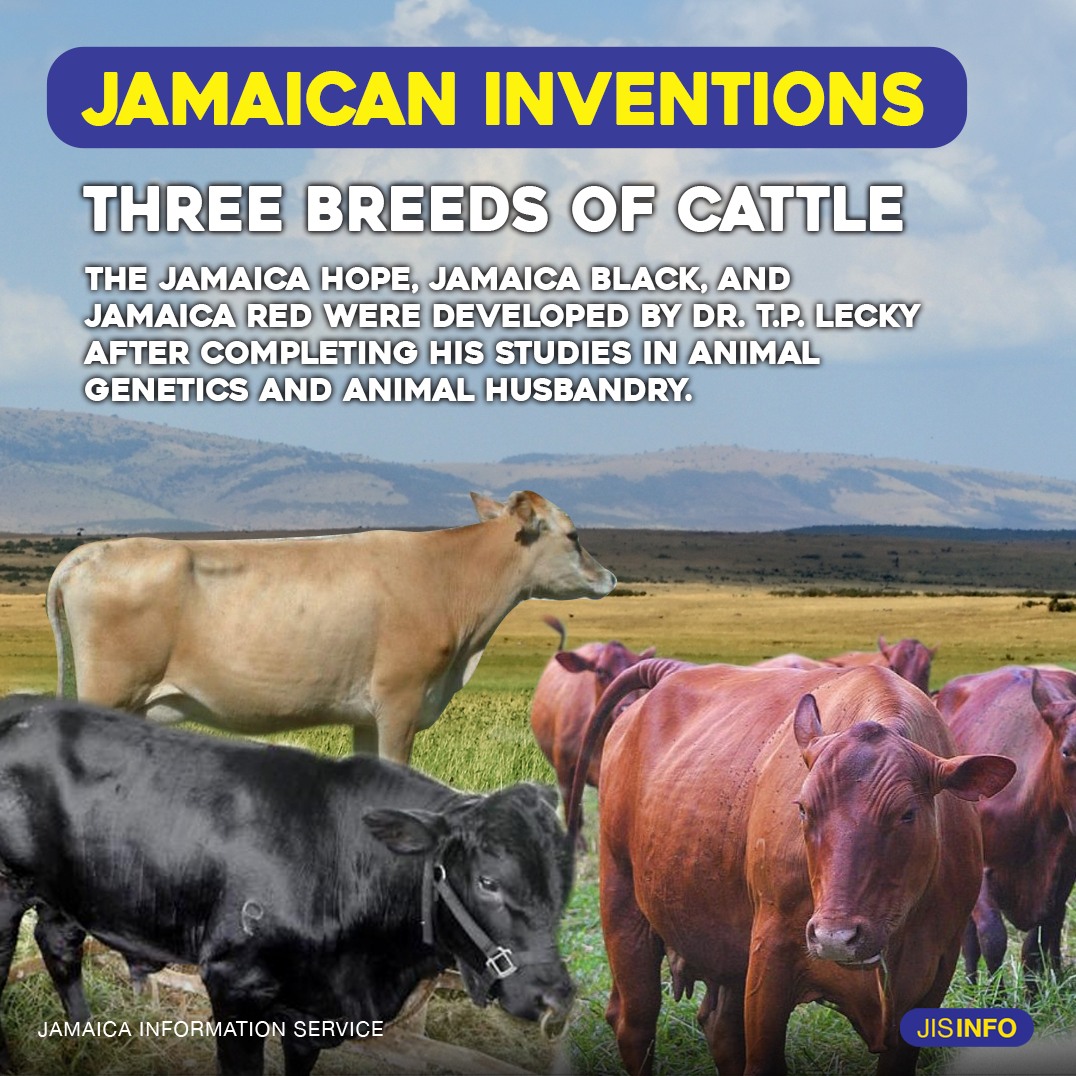 jamaican_invention_lecky_cows