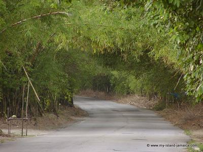 Holland Bamboo, St. Elizabeth