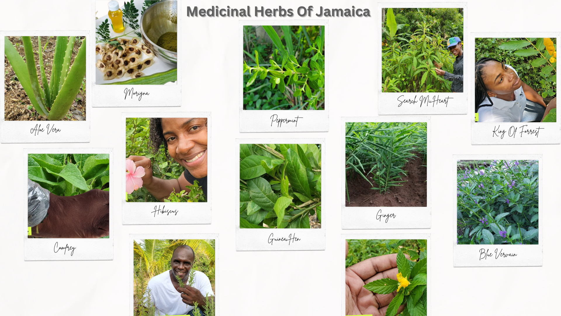 Jamaican medicinal herbs collection