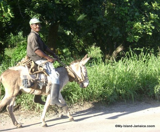Jamaican man on donkey