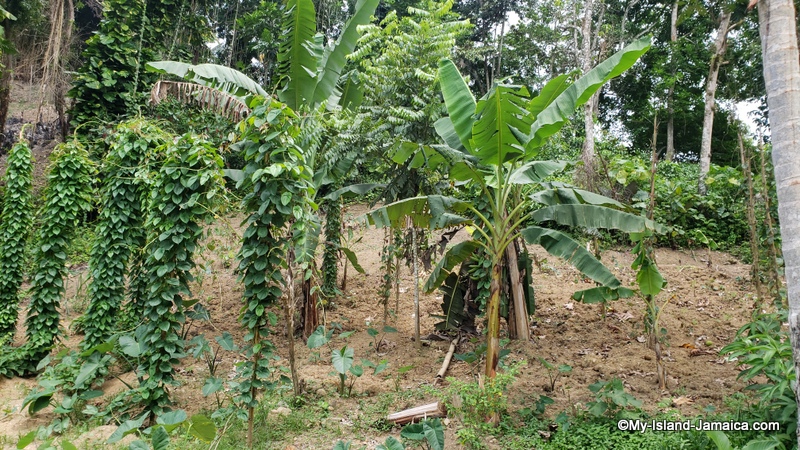 yam_farming_in_jamaica