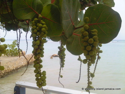 zbar_grill_whitehouse_south_coast_sea_grapes